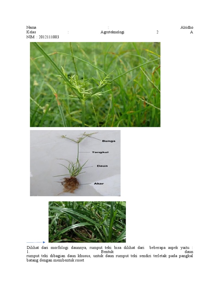 Morfologi Daun Rumput Teki | PDF | Seni & Disiplin Bahasa | Griya & Taman