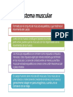 Sistema muscular: estructura, tipos de fibras y funciones