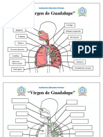 Ficha de Trabajo Del Sistema Respiratorio