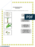 Funciones plantas ciencias naturales