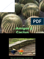 Amigos Cactus