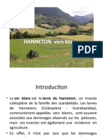 HANNETON-COMMUN-Melolontha-melolontha (1)