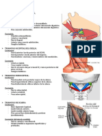 Reparos Anatomicos