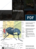 Arthropods