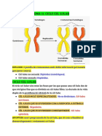 t11 Ciclo Celular