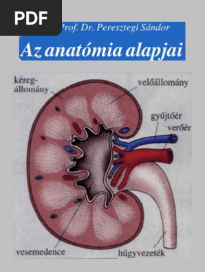 Átlagos péniszméret vastagságban, Pénisz, hímvessző mérete statisztika - Tudta-e?