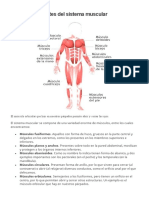 Partes Del Sistema Muscular