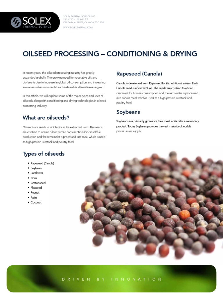 Efficient Drying in Oilseed Processing | PDF | Vegetable Oil | Rapeseed