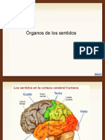 Organos de Los Sentidos