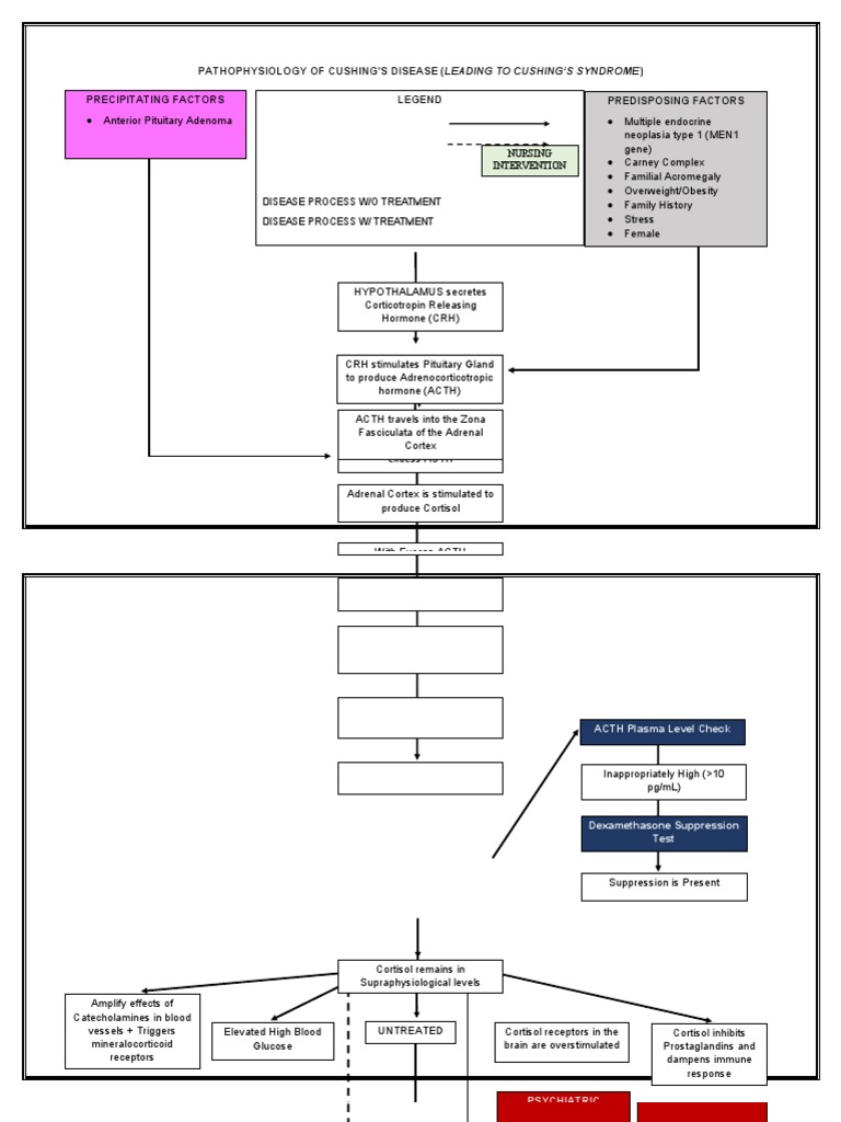 Pathophysiology of Cushing | PDF | Adrenocorticotropic Hormone | Cortisol
