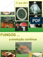 Aula Fungos