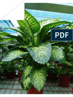 dieffenbachia_omoena