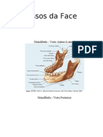 Anatomia - Humana-Ossos Da Face