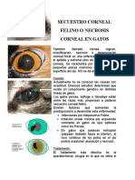 Secuestro Corneal Felino o Necrosis Corneal en Gatos