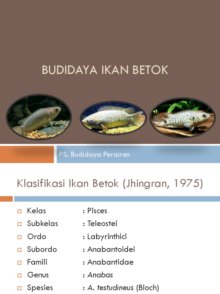 Budidaya Ikan Betok | PDF