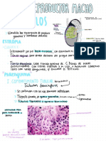 Histología Sistema Reproductor Macho