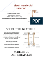 Scheletul Membrului Superior