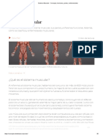 Sistema Muscular - Concepto, Funciones, Partes y Enfermedades