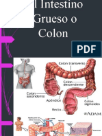 El Intestino Grueso o Colon