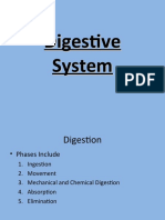 Digestive System PPT