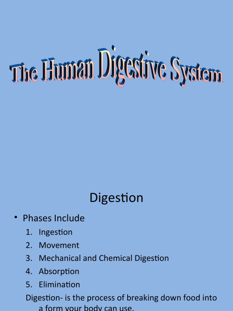 Digestive System Power Point PDF Digestion Human Digestive System