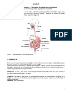 Apunte38 Conceptos Anatómicos y Funcionales Básicos Del Aparato Digestivo