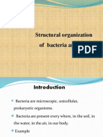 Structural Organization of Bacteria and E.coli