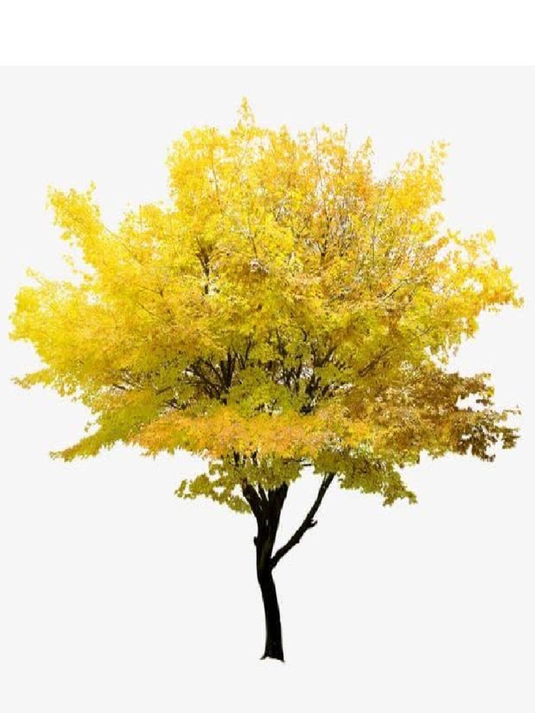 Big Yellow Tree PDF