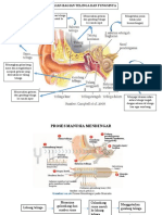 Bagian Dan Fungsi TELINGA
