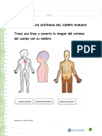 Sistemas Del Cuerpo Humano.docx