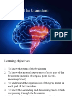 The Brainstem1