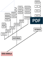 Clasificacion Animal