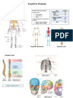 Esqueleto Humano