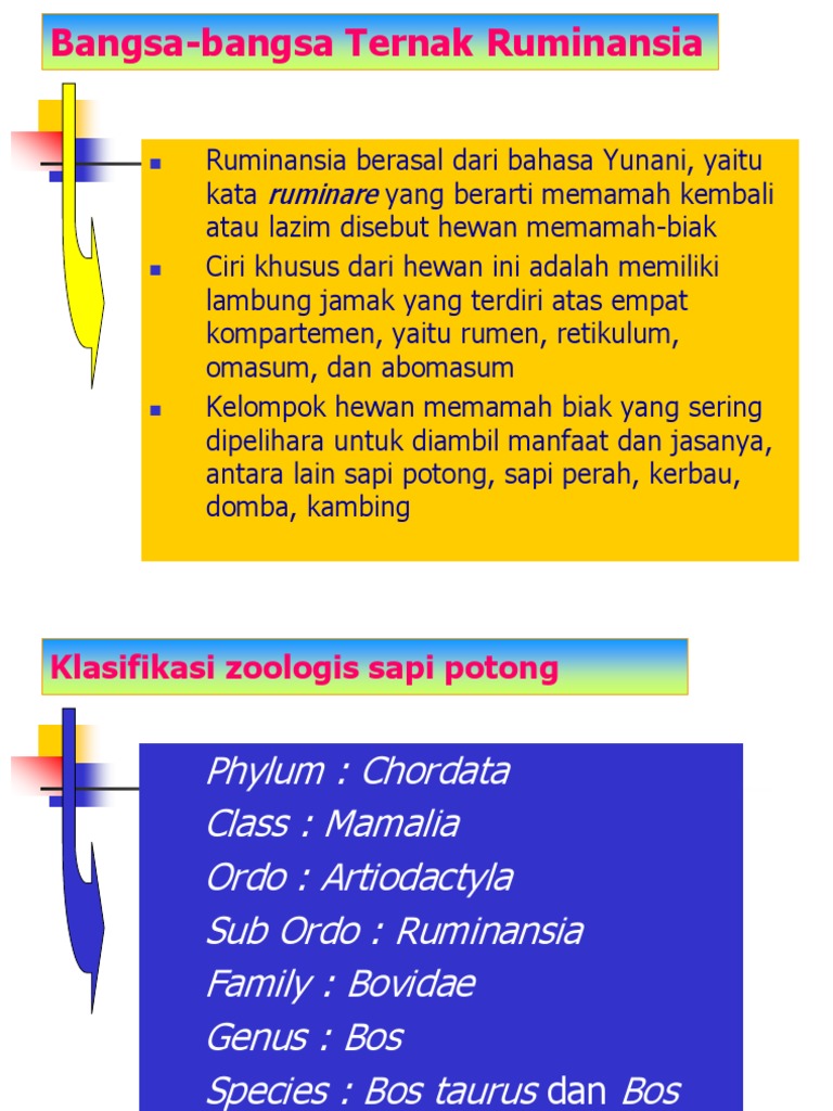 Klasifikasi dan Asal Usul Sapi Ruminansia | PDF | Sejarah | Klasik