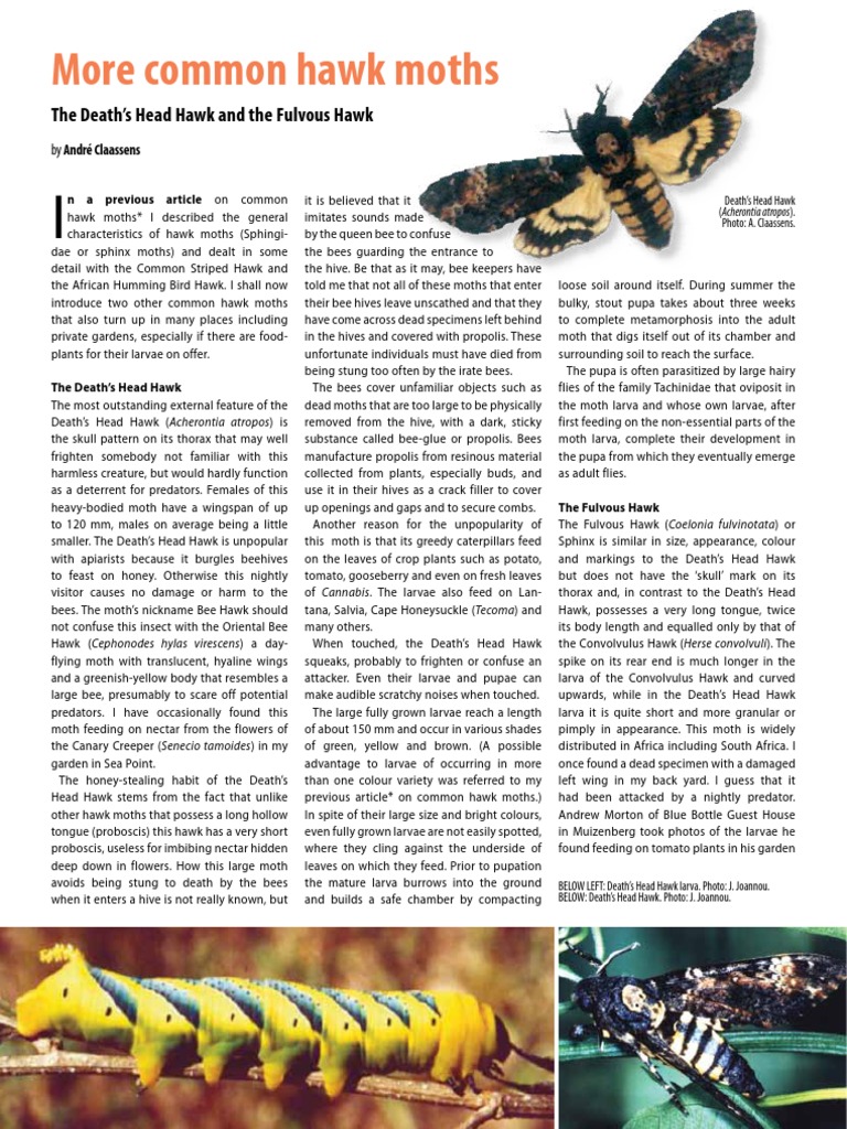More Common Hawk Moths | PDF | Bees | Pupa