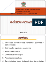 Características das Pteridófitas