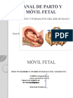 Canal de Parto y Móvil Fetal