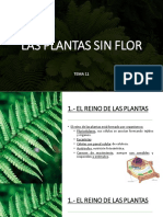 Las Plantas Sin Flor