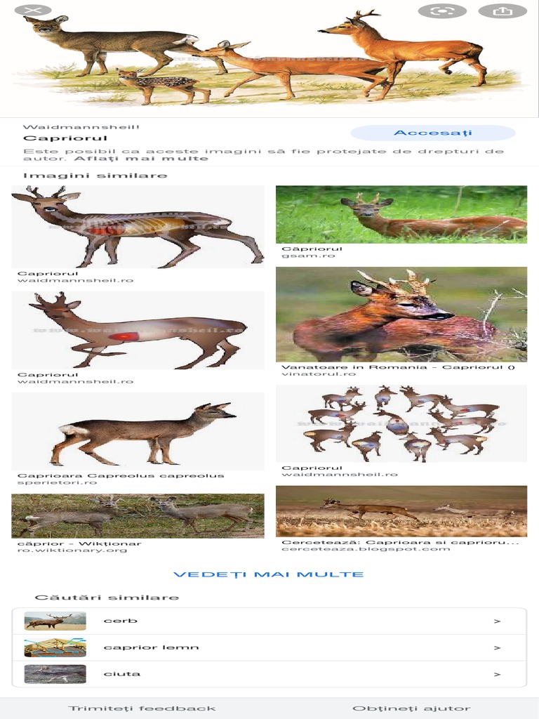Capriorul - Căutare Google | PDF
