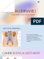 Sistema Urinario: Cambios, Molestias y Cuidados en Periodo de Gestación