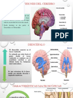 Subdivisiones del cerebro: diencefalo y hemisferios cerebrales