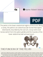 The Pelvis: Name: Robert Ventra