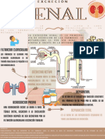 Excreción Renal