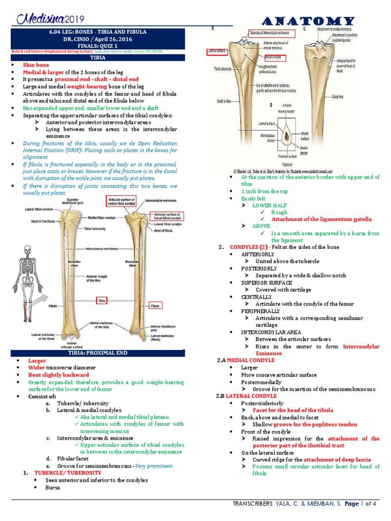 6.04 Leg Bones - Tibia and Fibula | PDF | Ankle | Knee