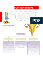 ciclo mestrual 