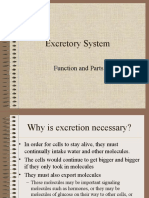 Excretory System: Function and Parts