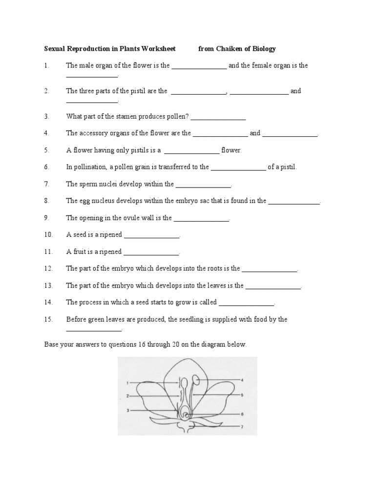 worksheet Parts Of A Seed Worksheet plant flower and seed worksheet fertilisation seed