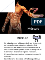 Musculos Clasificacion