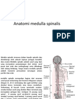 Anatomi medulla spinalis