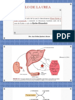 Ciclo Urea